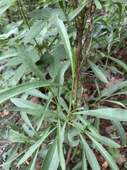 Pavetta glaucophylla