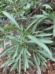 Pavetta glaucophylla