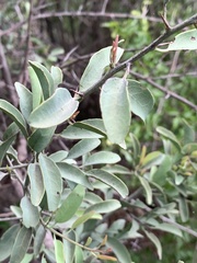Ximenia americana microphylla