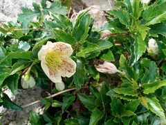 Clematis cirrhosa balearica