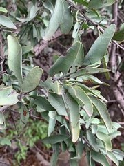 Ximenia americana microphylla