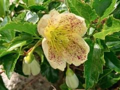 Clematis cirrhosa balearica