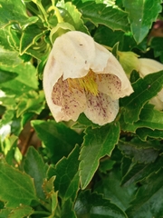 Clematis cirrhosa balearica