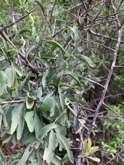 Ximenia americana microphylla
