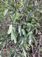 Ximenia americana microphylla
