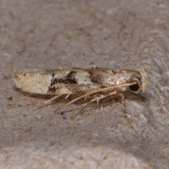 Coleotechnites atrupictella