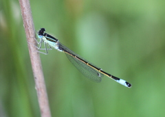 Ischnura graellsii