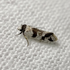 Isomoralla gephyrota