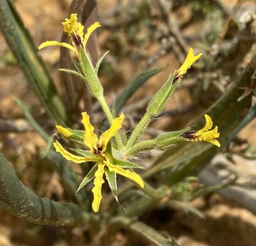 Pelargonium longifolium 3