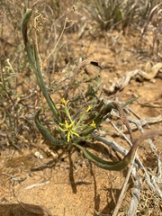 Pelargonium longifolium