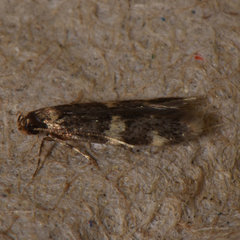 Oegoconia deauratella