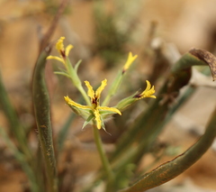 Pelargonium longifolium