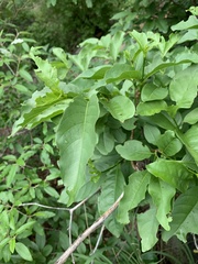 Vangueria bowkeri