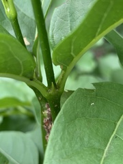Vangueria bowkeri