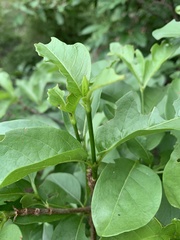Vangueria bowkeri