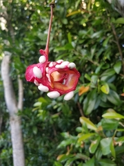 Capparis cynophallophora