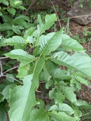 Vangueria bowkeri