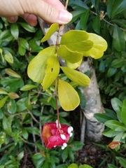 Capparis cynophallophora