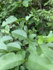 Vangueria bowkeri