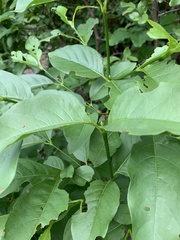 Vangueria bowkeri
