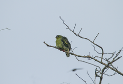 Treron fulvicollis