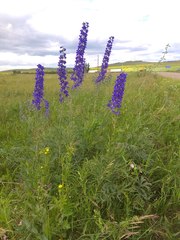 Delphinium cyananthum