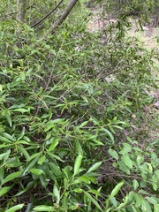 Coptosperma supra-axillare
