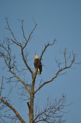 Haliaeetus leucocephalus