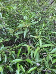 Coptosperma supra-axillare