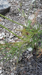 Pelargonium longifolium