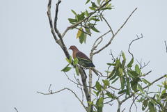 Treron fulvicollis