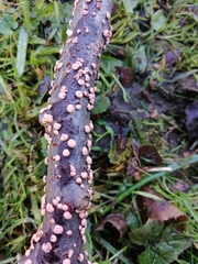 Fungi