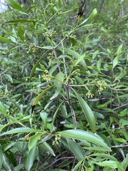 Coptosperma supra-axillare