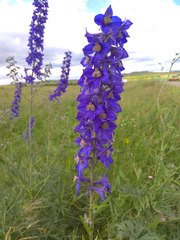 Delphinium cyananthum