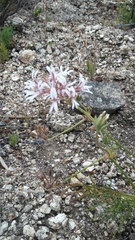 Pelargonium longifolium