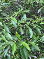 Coptosperma supra-axillare