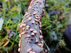 Fungi