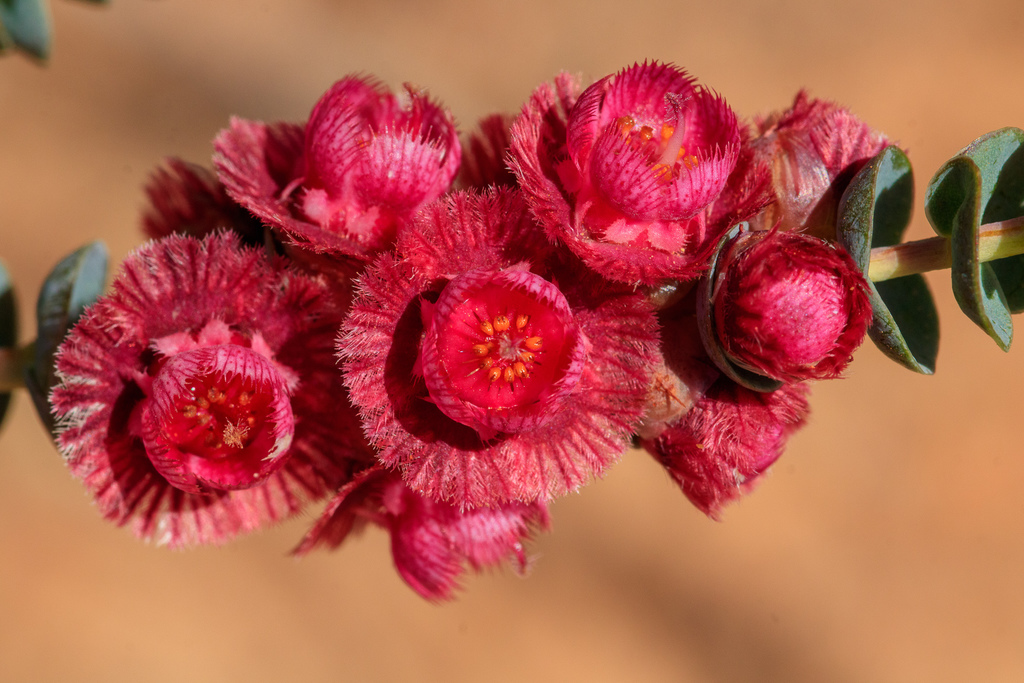 Verticordia muelleriana