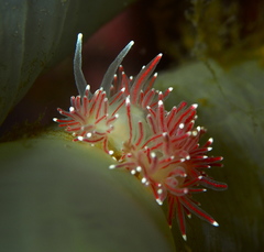 Carronella pellucida