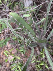 Euphorbia lydenburgensis
