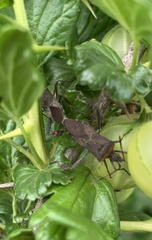 Leptoglossus chilensis