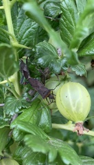 Leptoglossus chilensis