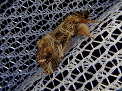 Callopistria repleta