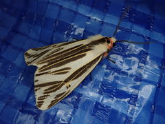 Eospilarctia lewisii