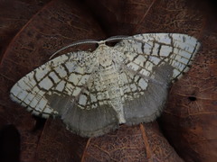 Cabera griseolimbata