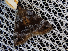 Hypena rivuligera