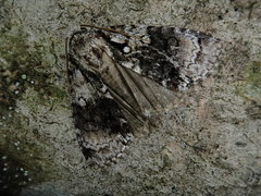 Cranionycta jankowskii