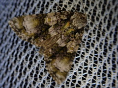 Craniophora praeclara