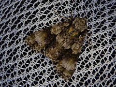 Craniophora praeclara