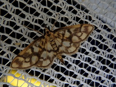 Togabotys fuscolineatalis